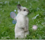 berryfairies