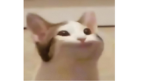 I LIKE POPCATS