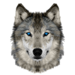 🐺Wolf clothes and stuff 🐺