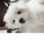 Toto Miss Olivia