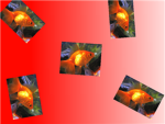 Fishies clan
