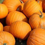 Pumpkin Kings and Queens