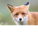 Fox.Gaming_