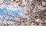 Forest blossoms