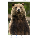 Bear (bully) group