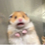 vèrÿ rãñdøm grøúp