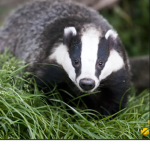 Badger class squad team