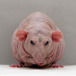 Home of the rats_