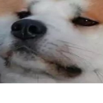 The MLG Doge Clan