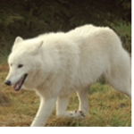 Team Artic Wolves Squad