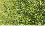 GRASS XD