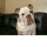 The cute bulldogs