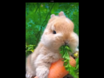 Jumpy bunnies