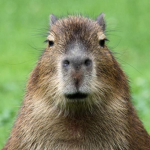 Capybara's United!