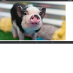 Cutest Pig Alive