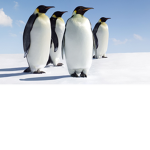 Penguin Raiders!