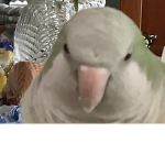 Hi I’m oli