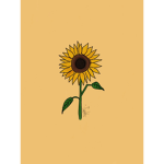 Bella’a Sunflowers