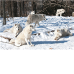 The  white powerful wolf pack