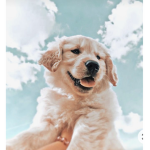 Aesthetic Ellie T.