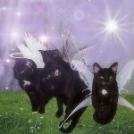 .ﾟ(›⩊‹)ﾟ+.ﾟ