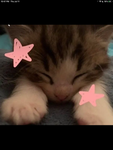 I I am cat