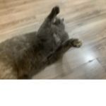 The cute kitten/cat group