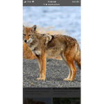 The coyote pack
