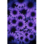 Flower bees