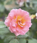 The #### rose petalz