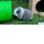 Bunny planet