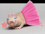 Gangster rats :)