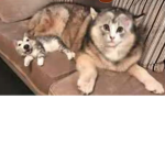 Fluffy puppy's cuteness fun!!!!!!