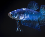 beta fish studios