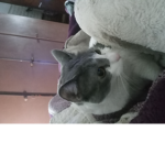 Los Panas de facu