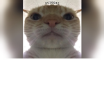 Elkesrol