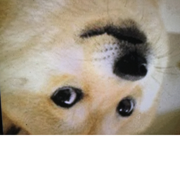 Doge city [BETA]