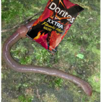DORITO WORMS