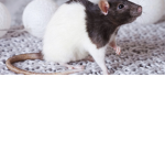 The rats :))))