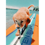- P u p p y s -