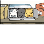 Cat noir club