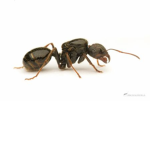 Ants !!!!!