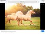 Horseshoes