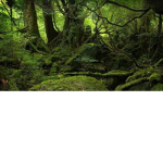 Jungle ‌ ‌ ‌ ‌