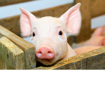 Piggy Kingdom