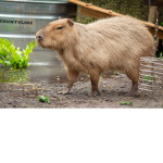 The cool Capybaras