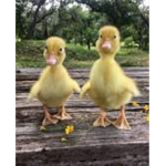 I love duck <3