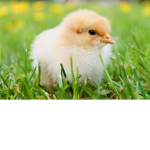 Aesthetic Animals for life