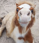 *Spoofy Pony UGC*