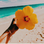 • avas paradise •